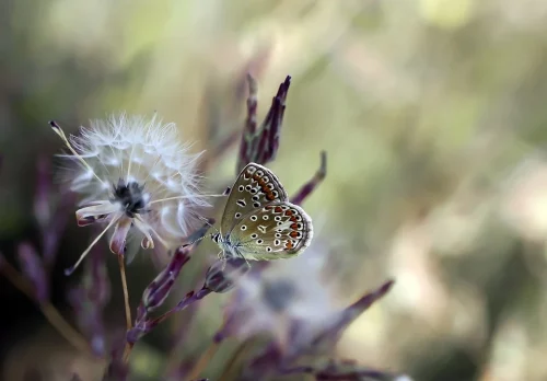 butterfly-4848340_960_720 butterfly-4848340_960_720