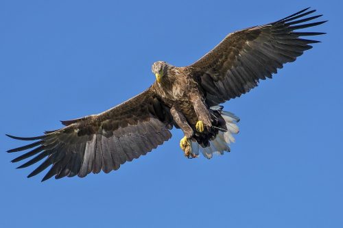 eagle-1753002_960_720 eagle-1753002_960_720