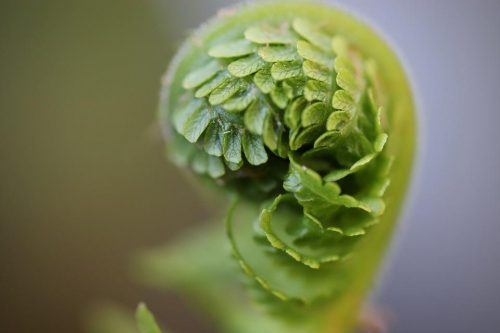 fern-4970203_960_720