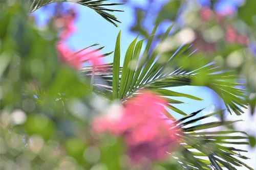 floral-scene-4454370_960_720 floral-scene-4454370_960_720