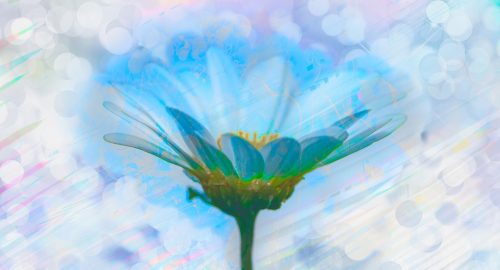flower-5290931_960_720 flower-5290931_960_720