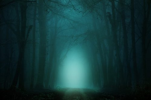 forest-4099730_960_720 forest-4099730_960_720