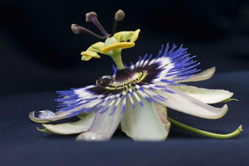 passionflower-4434907_960_720 passionflower-4434907_960_720