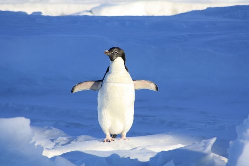 penguin-56101_960_720 penguin-56101_960_720