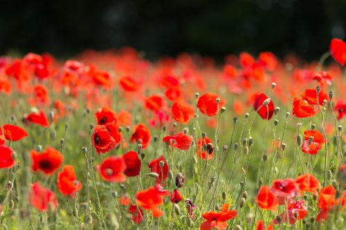 poppy-3093363_960_720 poppy-3093363_960_720