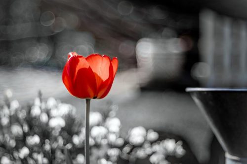 red-tulip-4402185_960_720 red-tulip-4402185_960_720
