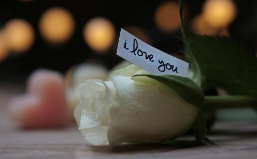 rose-3121249_960_720 rose-3121249_960_720