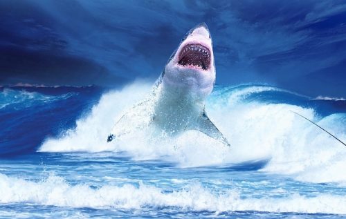 shark-2102330_960_720 shark-2102330_960_720