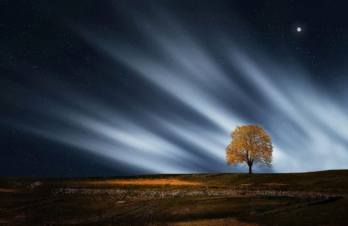 tree-736882_960_720 tree-736882_960_720
