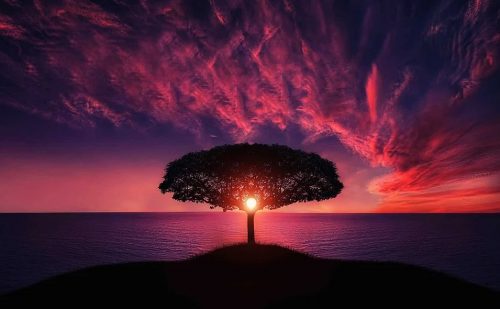 tree-736885_960_720 tree-736885_960_720